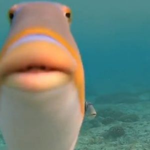 Meet your Posher, Alden